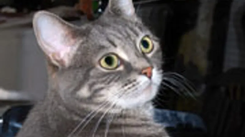 ピアノを弾く猫 ノラ