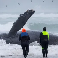 the-fight-to-save-the-yachats-whale-47986026